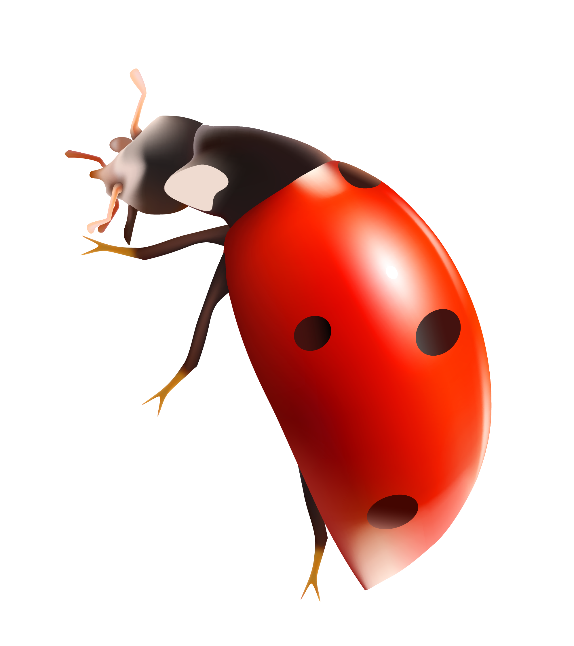 Bug PNG pngteam.com