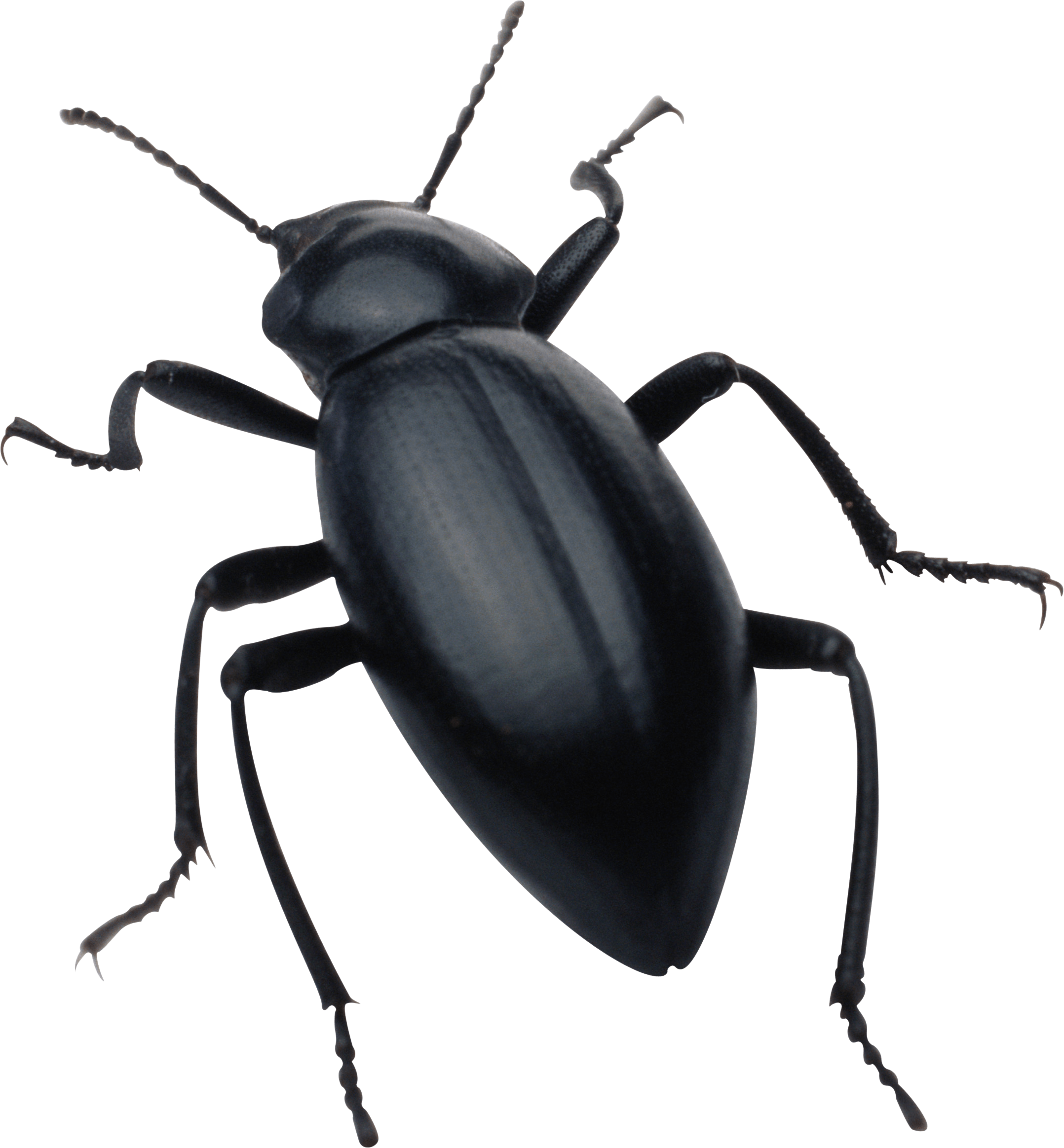 Bug PNG HD Image pngteam.com