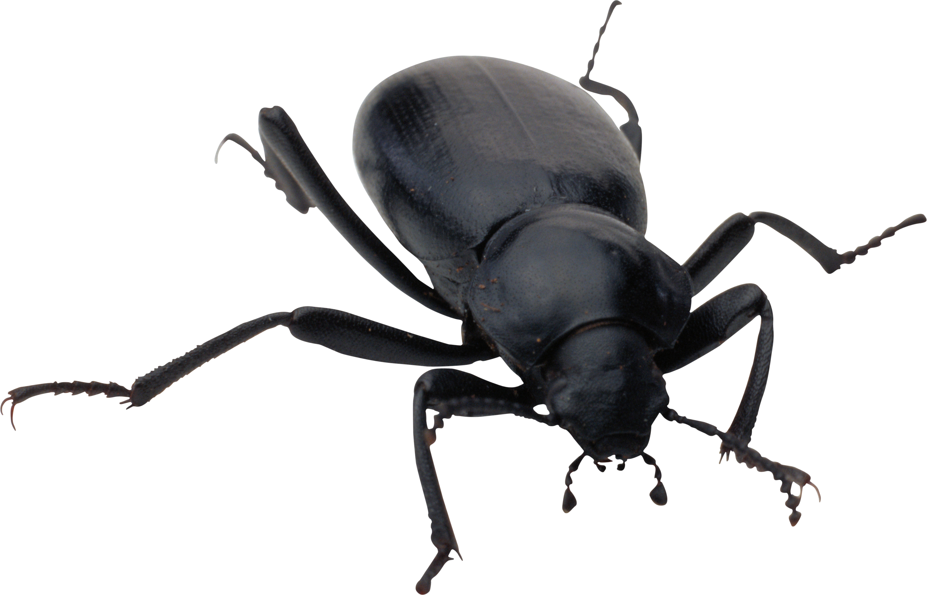 Bug PNG HD Images pngteam.com
