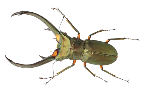 Bug PNG Image in High Definition pngteam.com