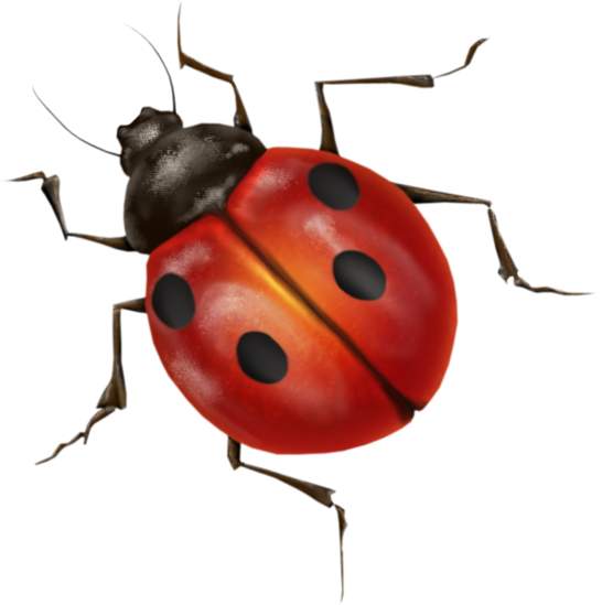 Bug PNG Transparent pngteam.com