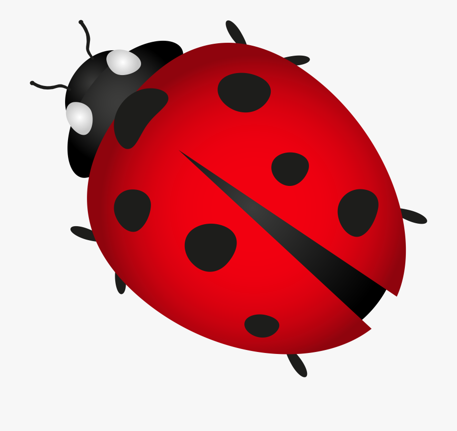 Bug PNG Transparent pngteam.com