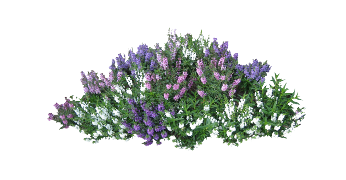 Berry Bush Png Transparent - Bushes Png