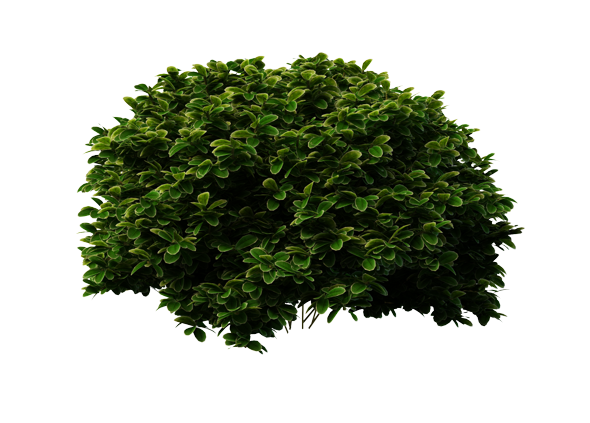 Bush Tree Png Tree Png - Bushes Png