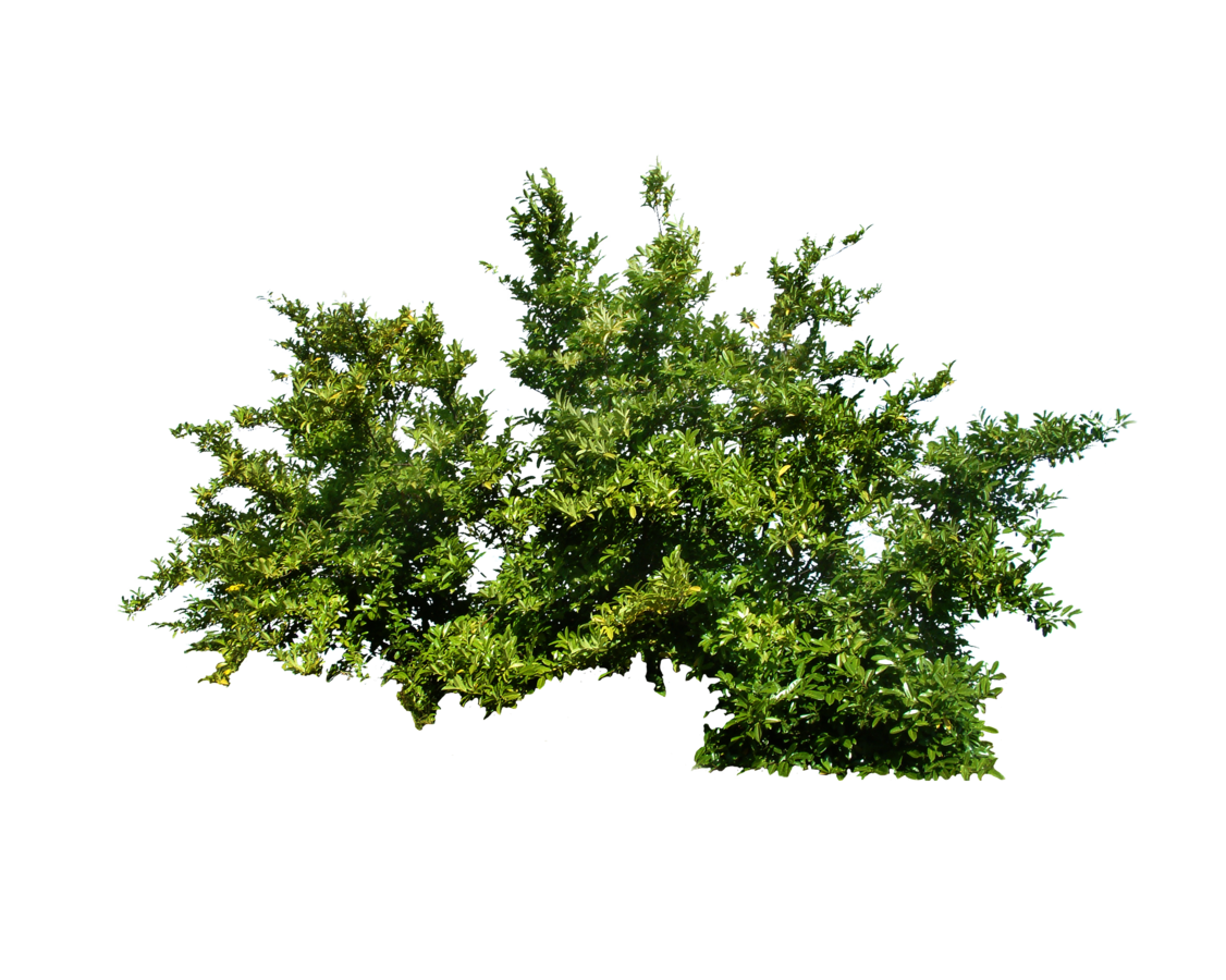 Bushes PNG HD and HQ Image