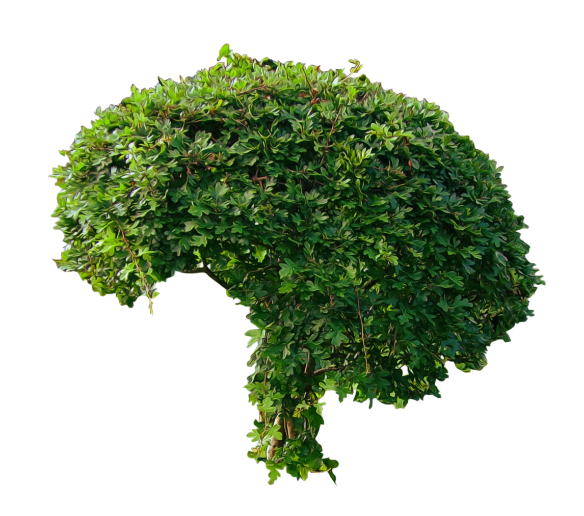 Bushes PNG Transparent pngteam.com