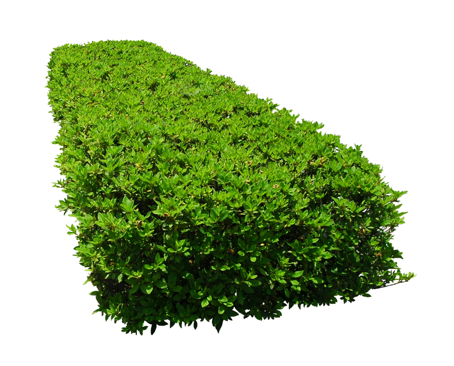 Bushes PNG HD Images pngteam.com