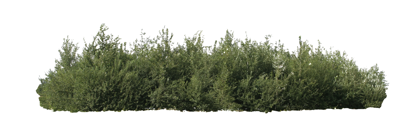 Bushes PNG in Transparent - Bushes Png