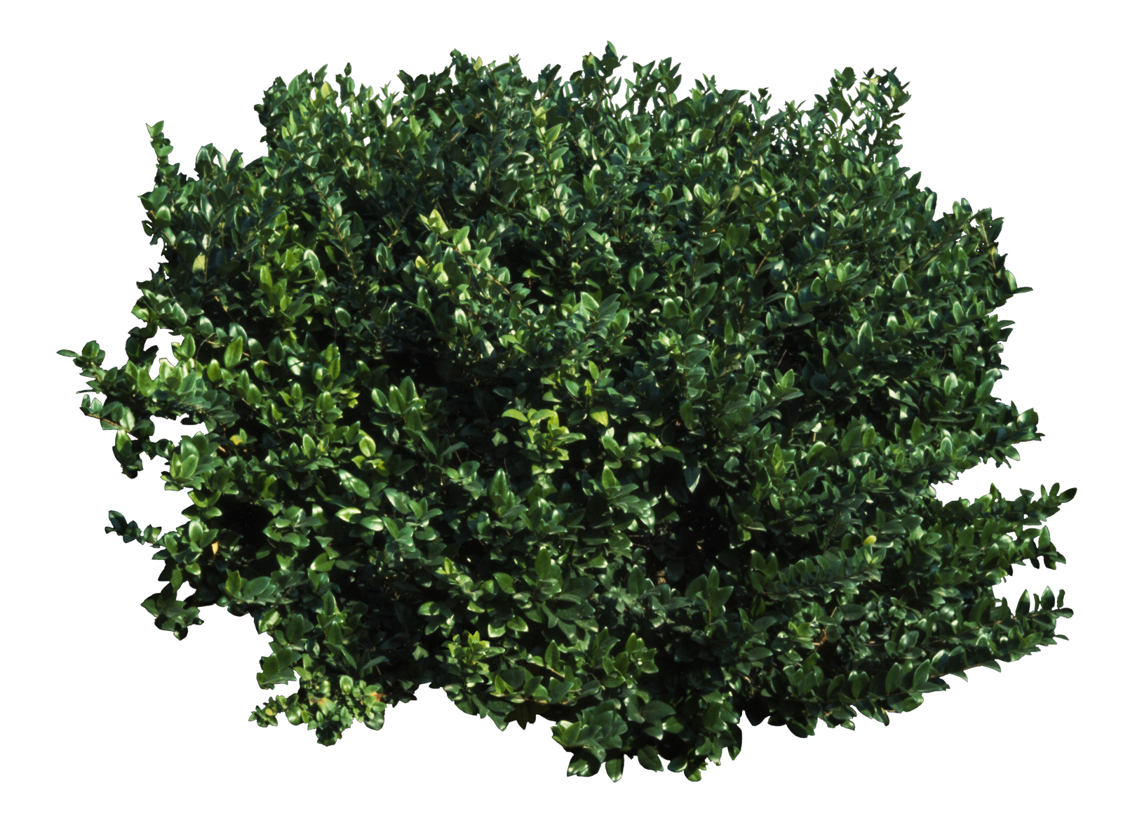 Bushes PNG Transparent - Bushes Png