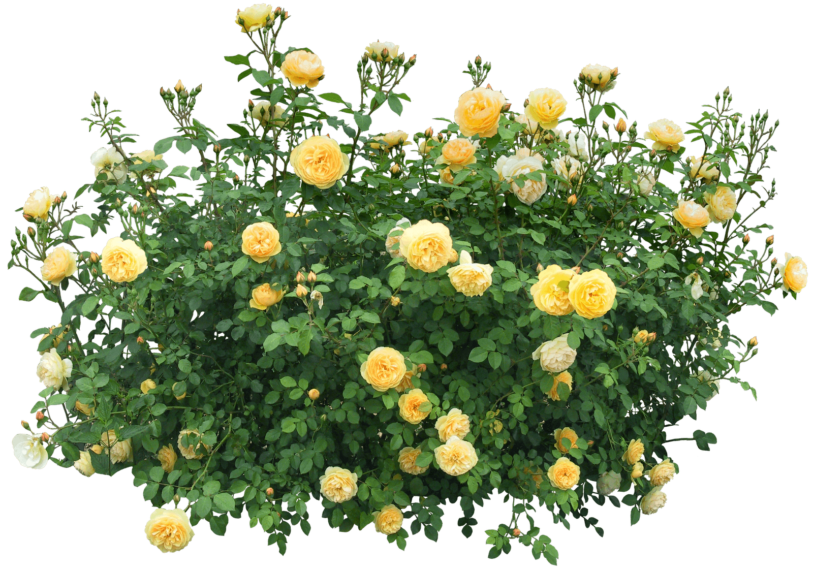 Bushes PNG HQ Image - Bushes Png