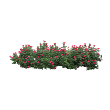 Bushes PNG Images pngteam.com