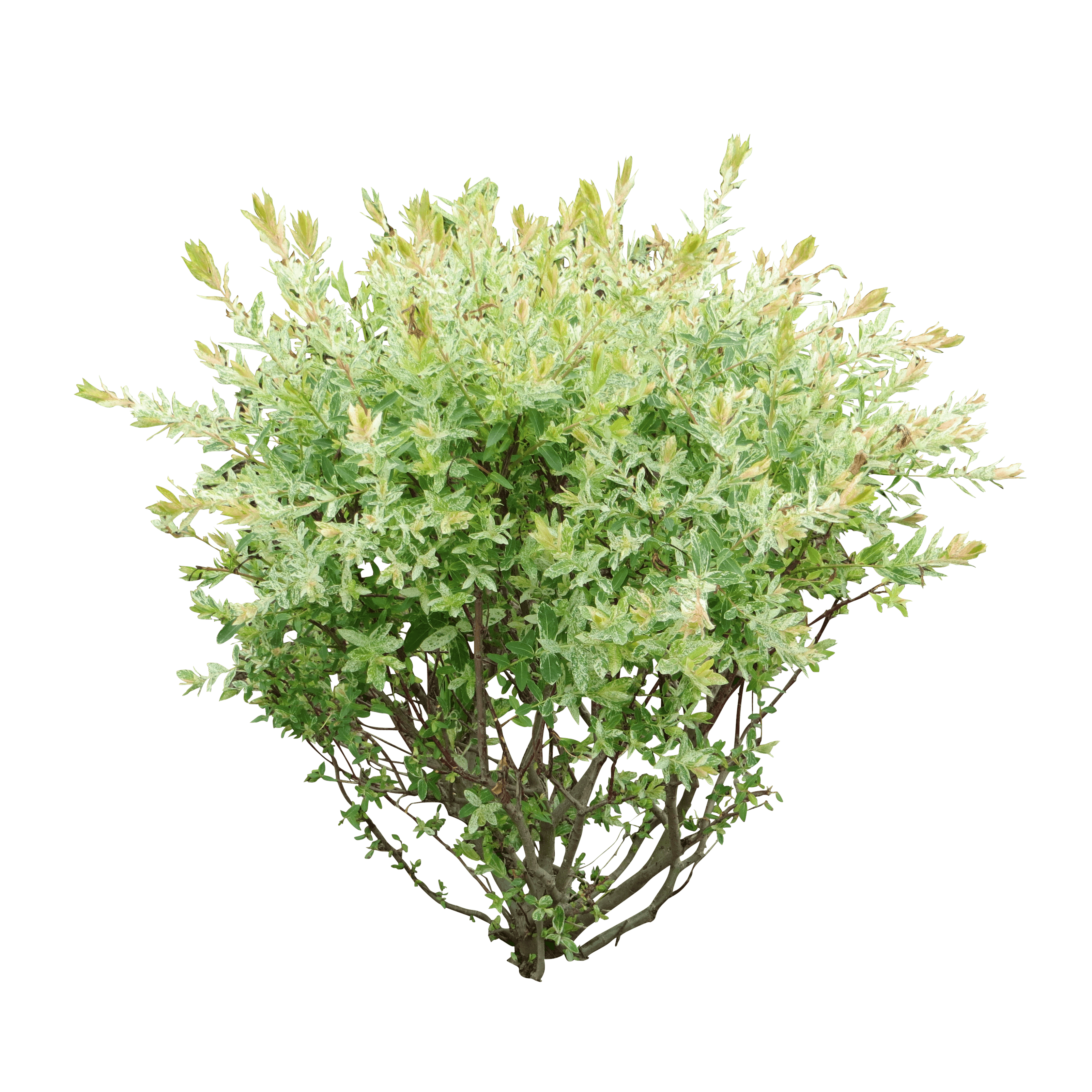 Bushes PNG HD Image - Bushes Png