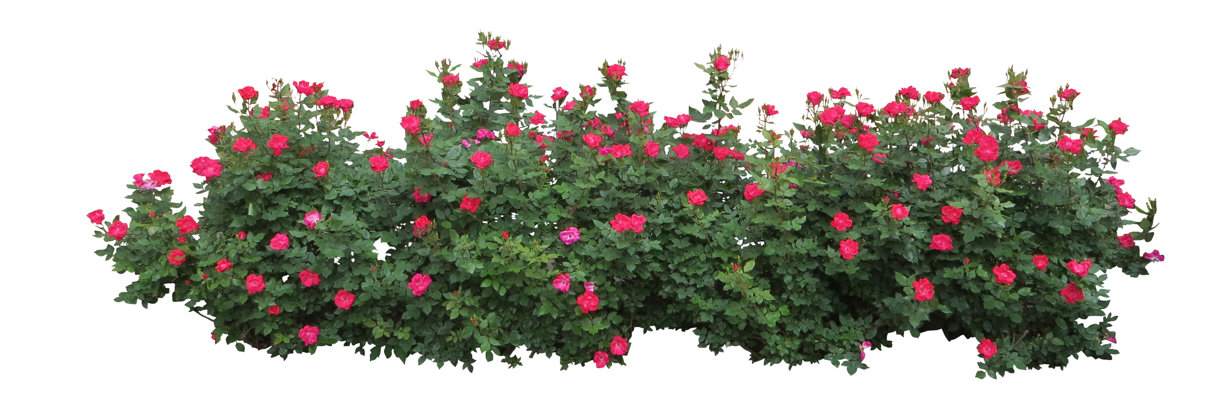 Bushes PNG HQ Image - Bushes Png