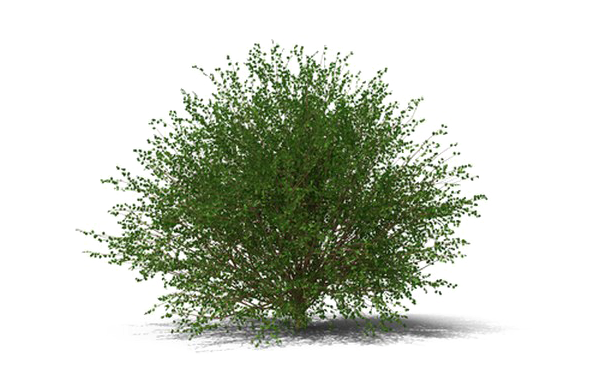 Bushes PNG Transparent - Bushes Png