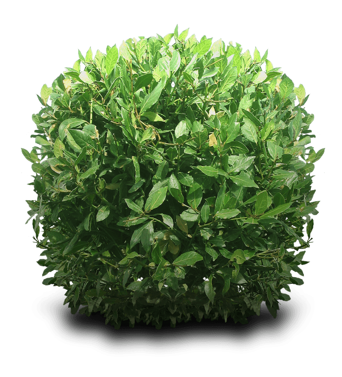 Bushes PNG Transparent - Bushes Png