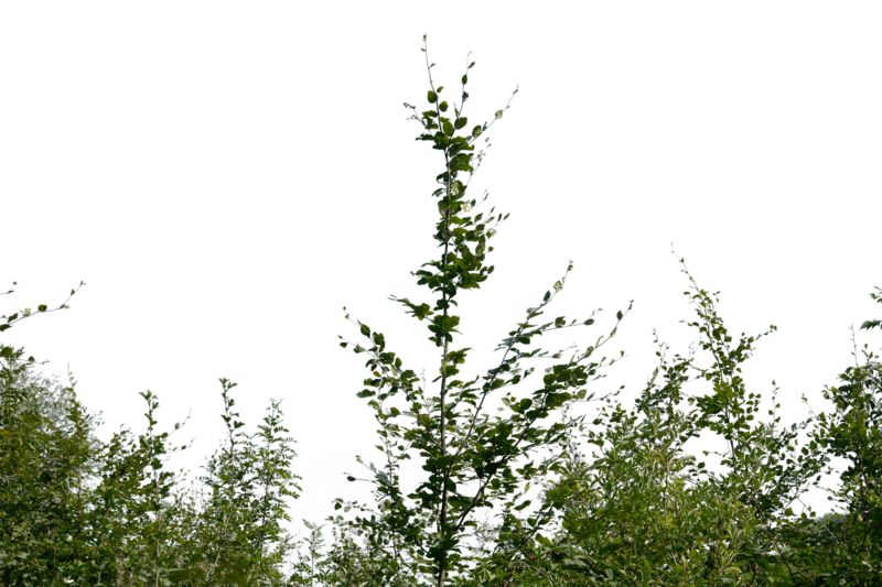 Bushes PNG HQ Image - Bushes Png