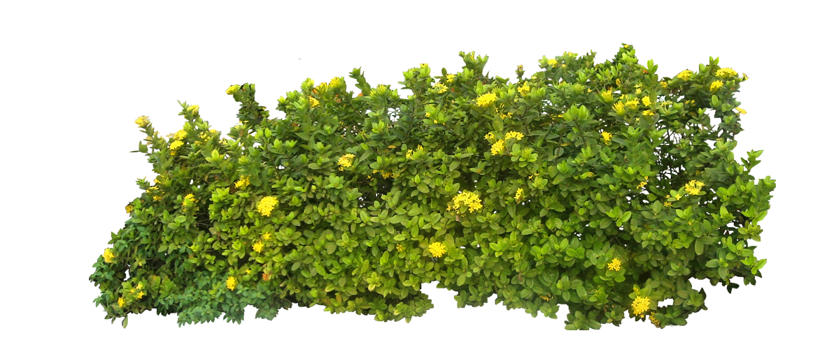 Bushes PNG High Definition Photo Image pngteam.com