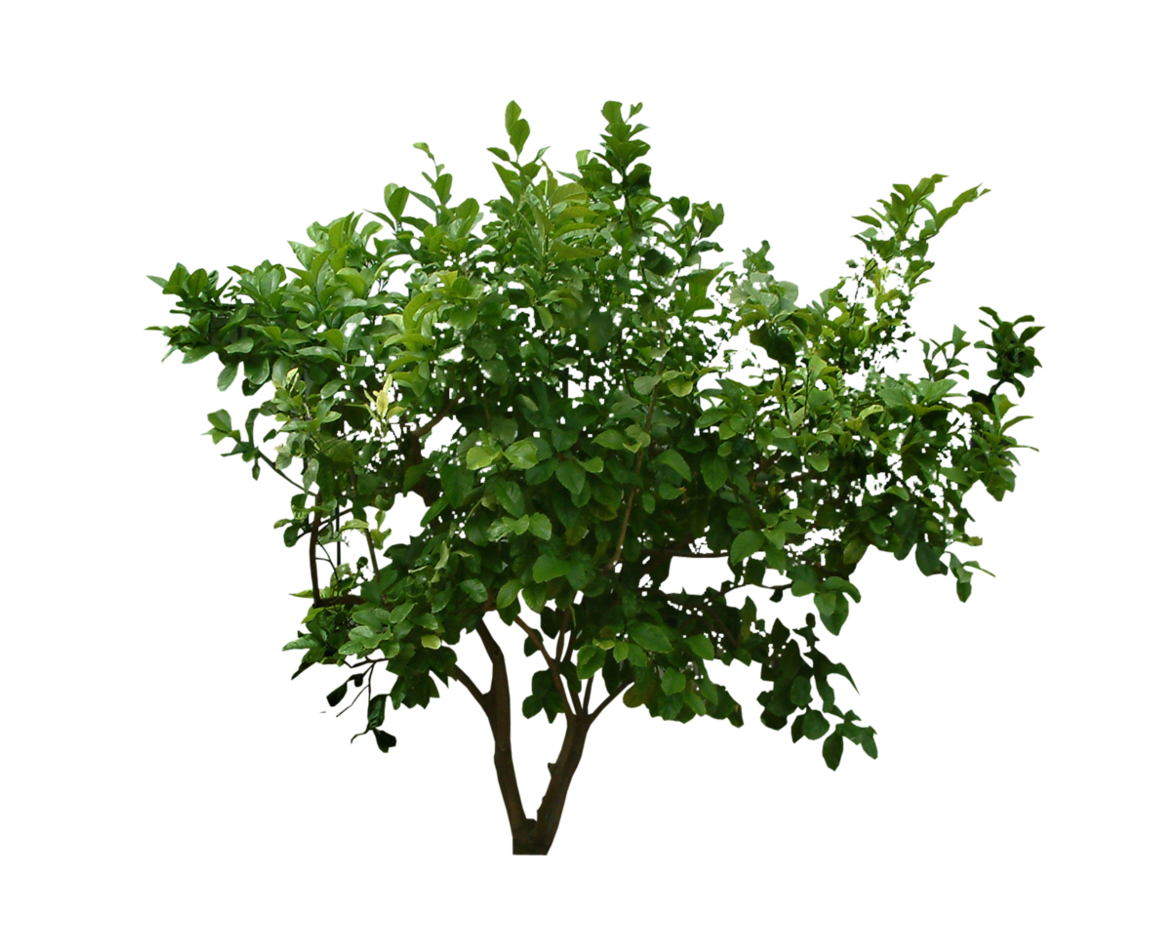 Bushes PNG Transparent - Bushes Png