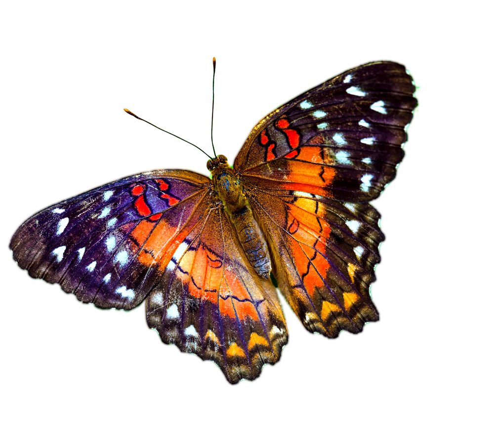 Butterfly PNG High Definition Photo Image pngteam.com
