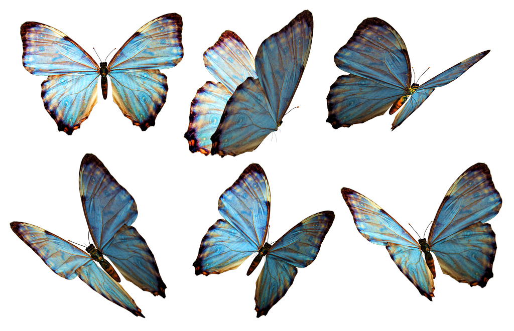 Butterfly PNG Photo pngteam.com
