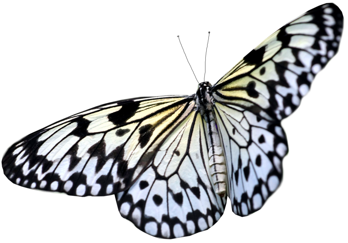 Butterfly PNG HD File pngteam.com