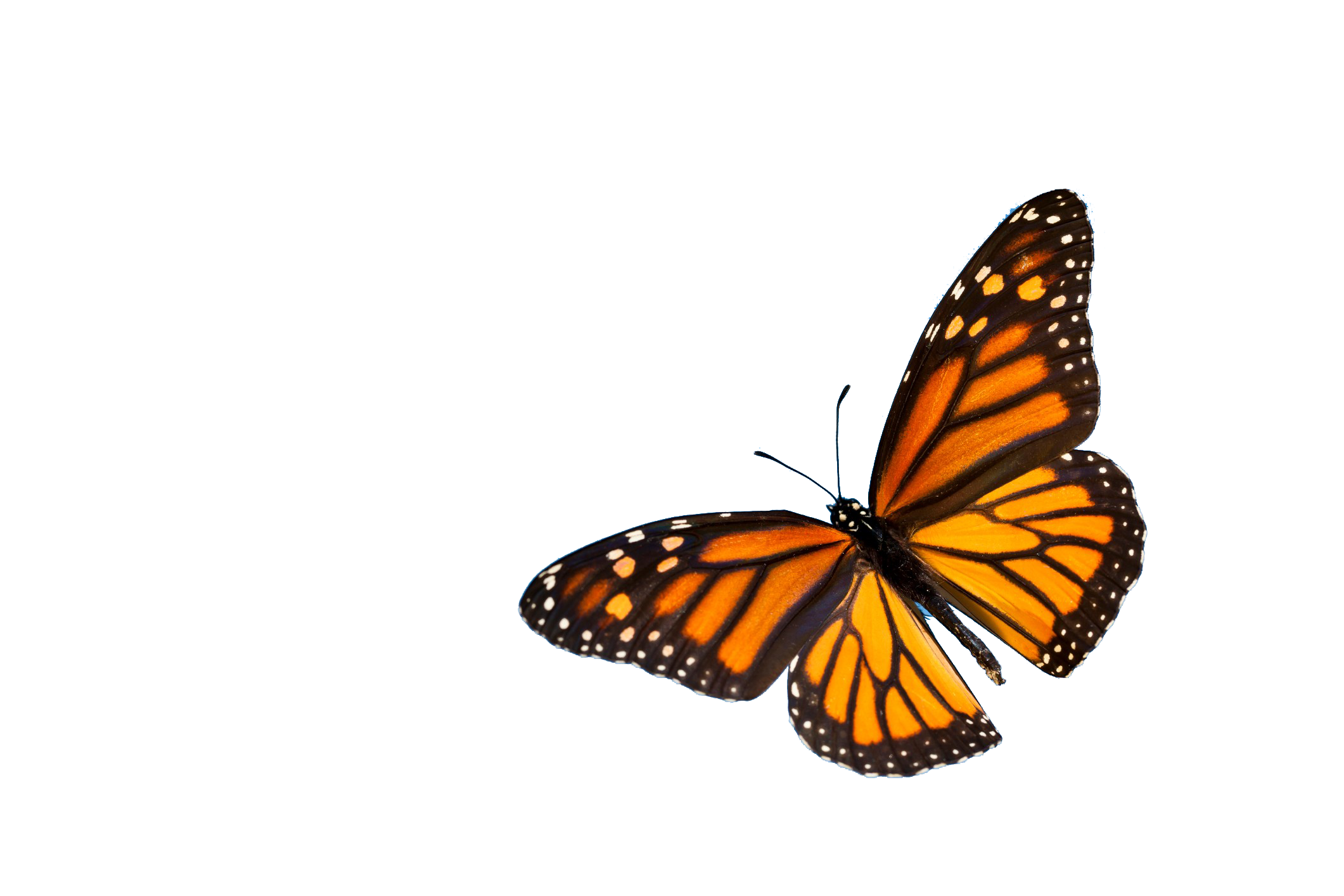 Butterfly PNG Photo pngteam.com