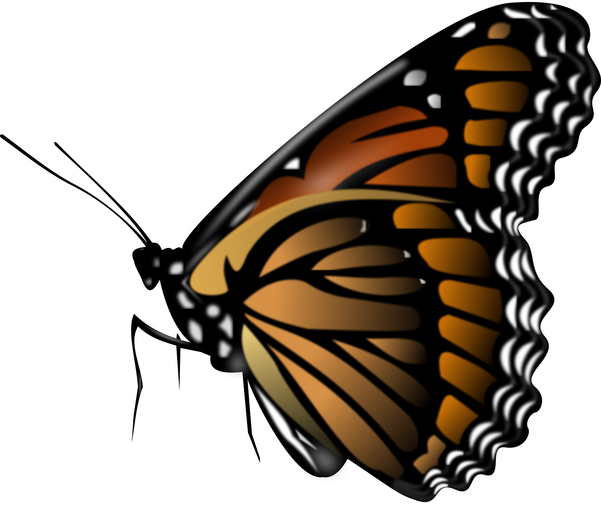 Butterfly PNG Image in High Definition pngteam.com