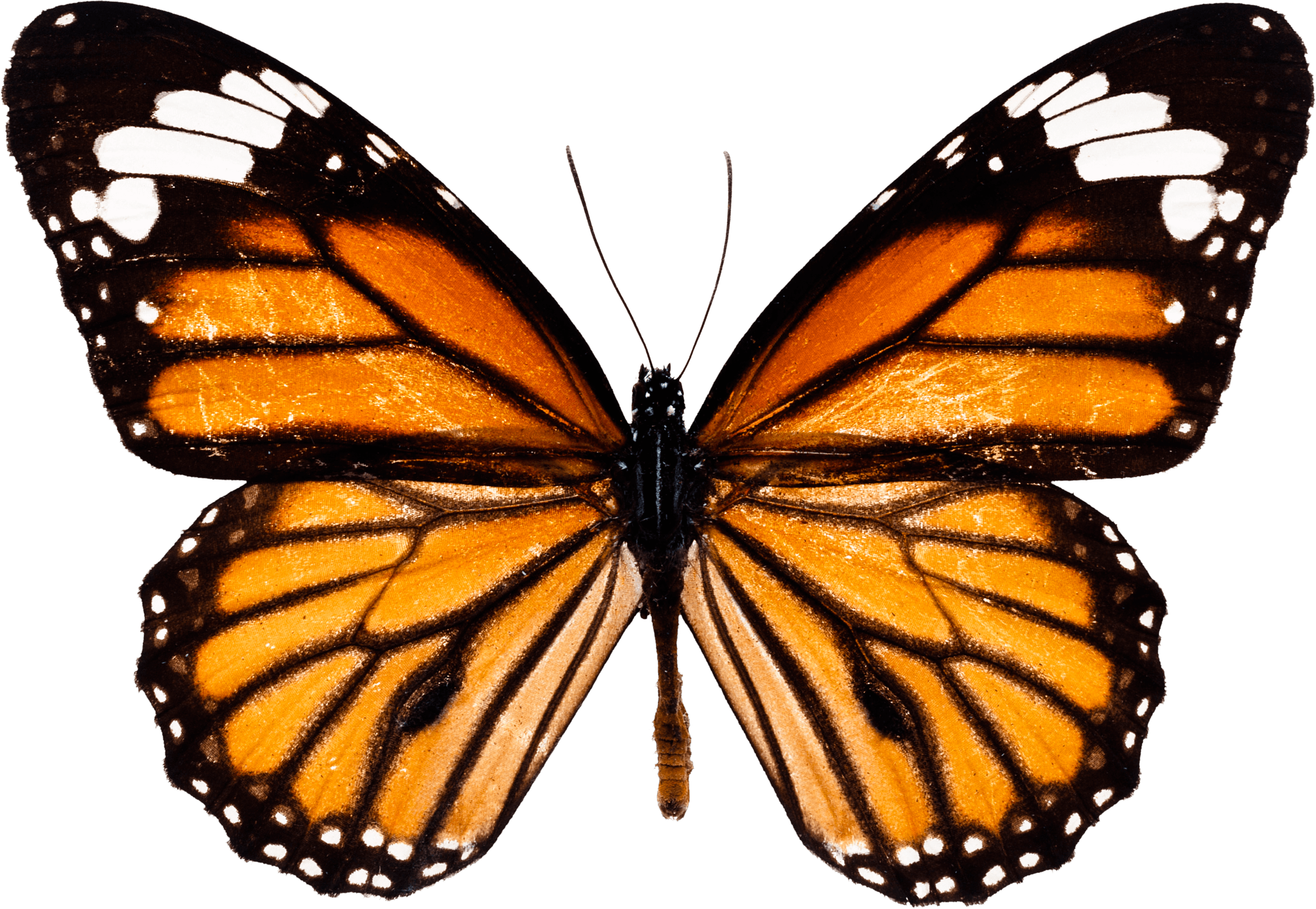 Butterfly PNG HQ Image pngteam.com