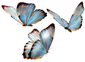 Butterfly PNG Transparent pngteam.com