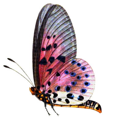 Butterfly PNG HD Image pngteam.com