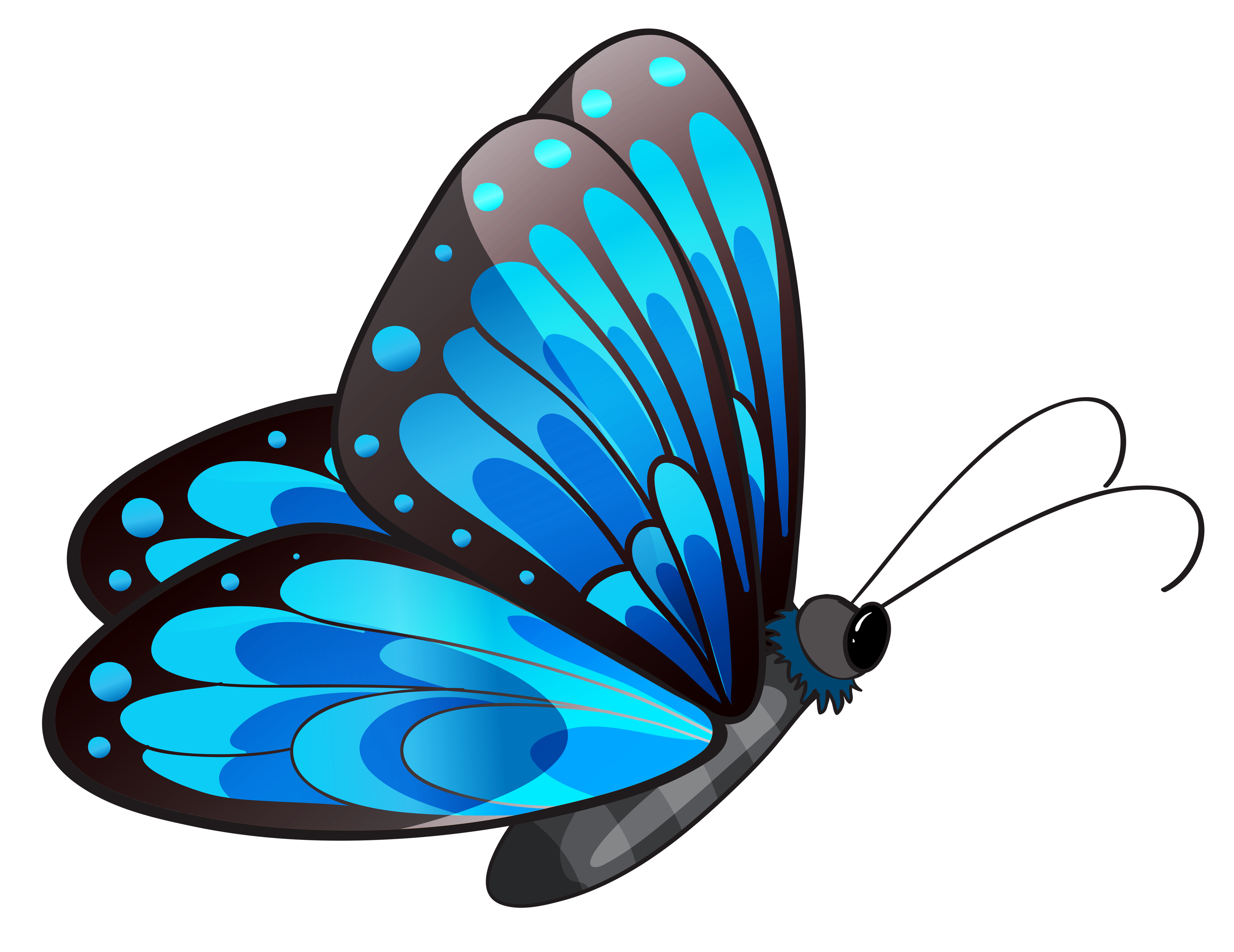 Butterfly PNG Images pngteam.com