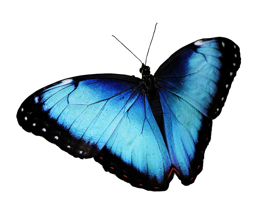 Butterfly PNG Image in Transparent pngteam.com