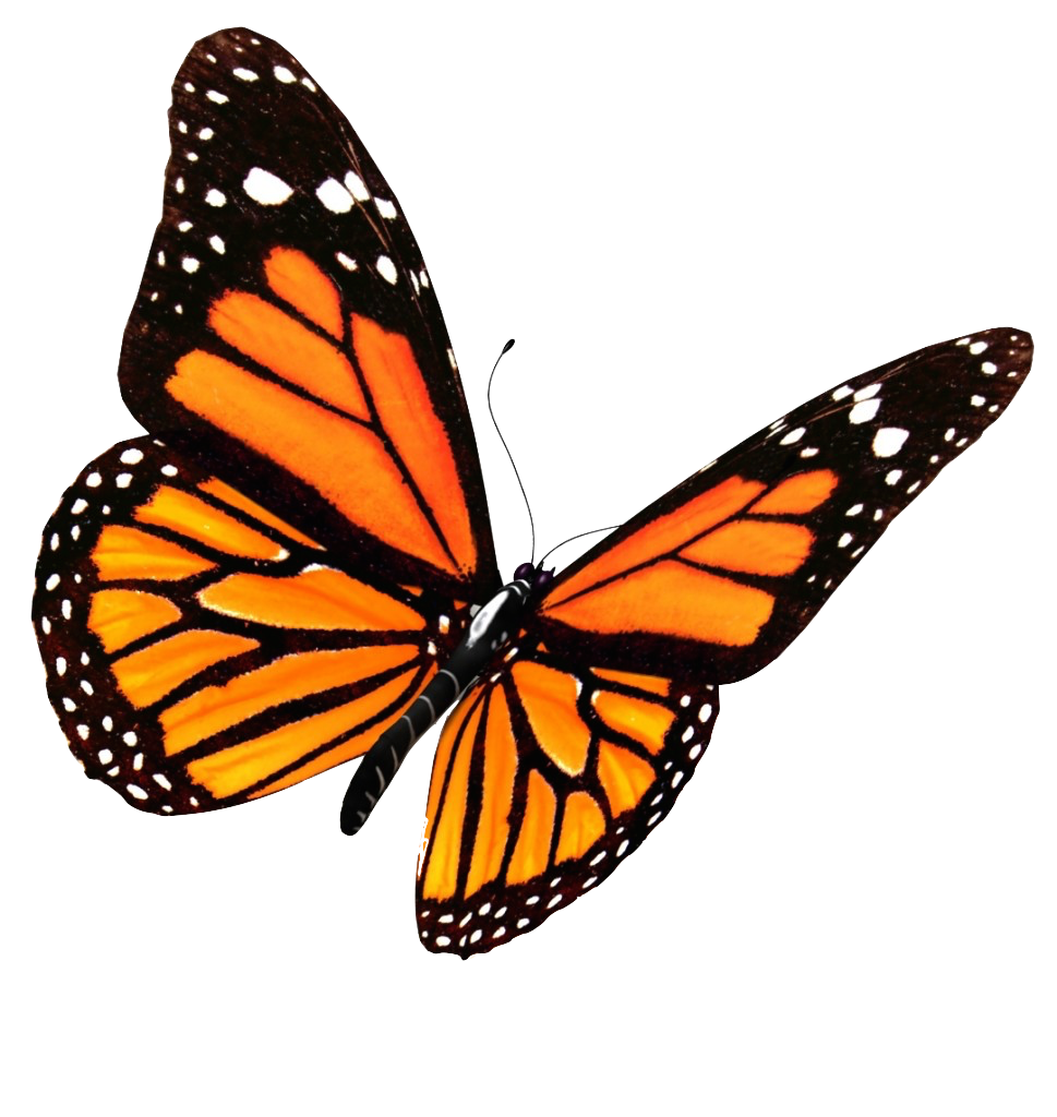 Butterfly PNG Image in High Definition pngteam.com