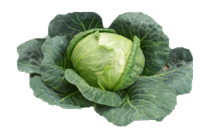 Cabbage PNG HD File pngteam.com