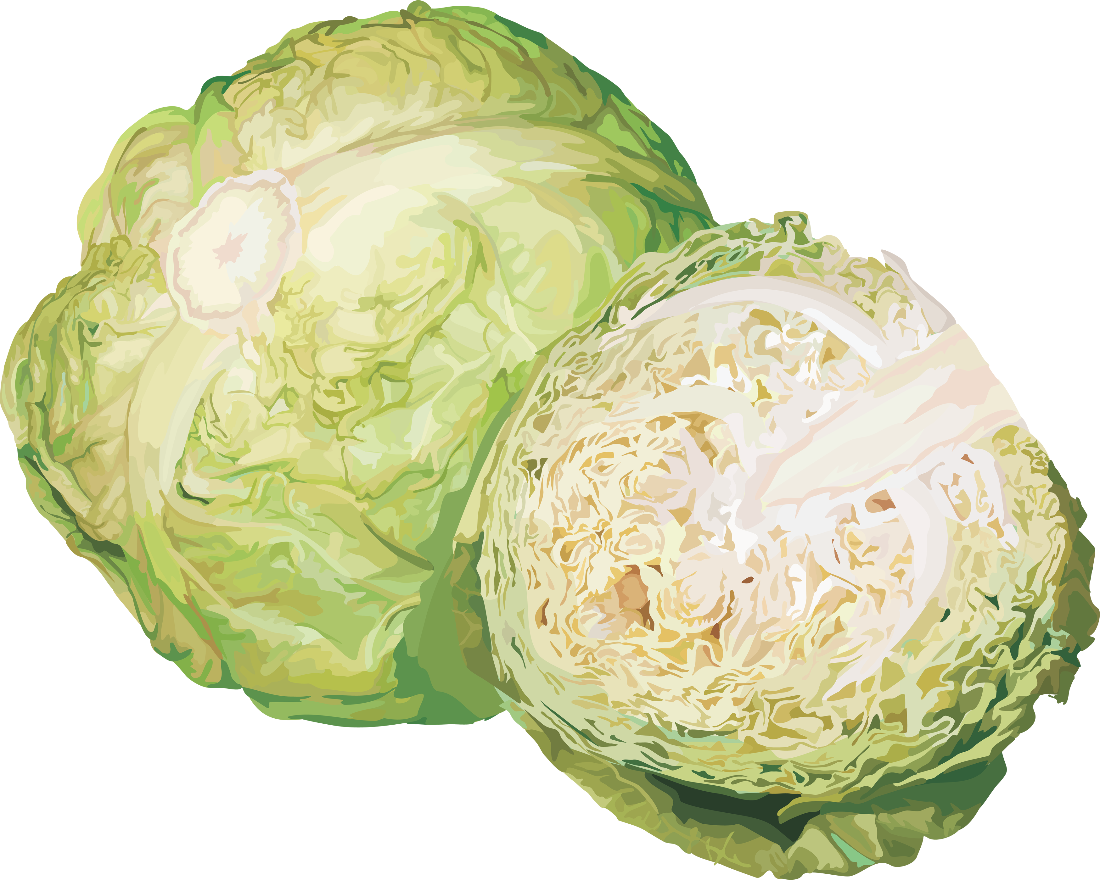 Cabbage PNG HD and HQ Image pngteam.com