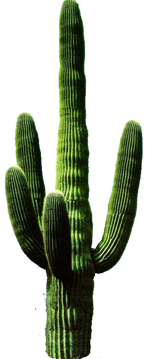 Cactus PNG Picture pngteam.com