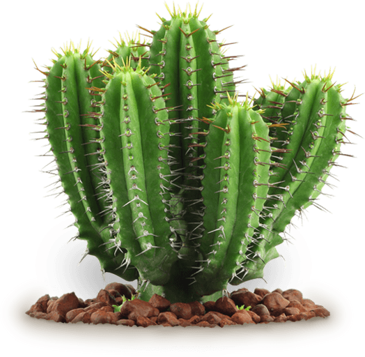 Cactus PNG Picture pngteam.com