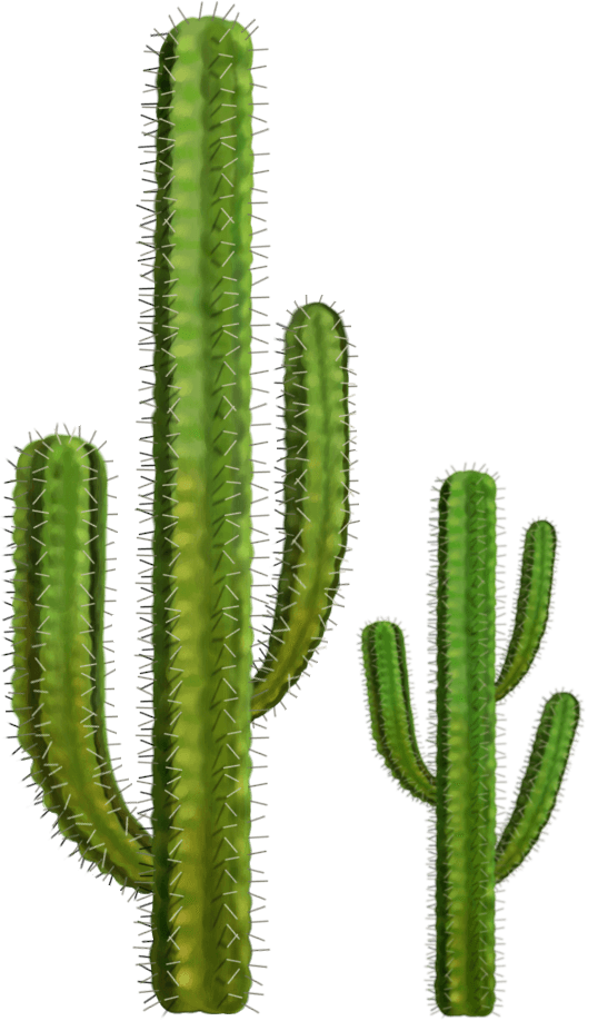 Cactus PNG