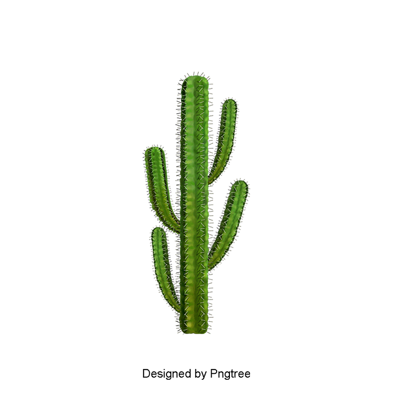 Cactus PNG Best Image pngteam.com