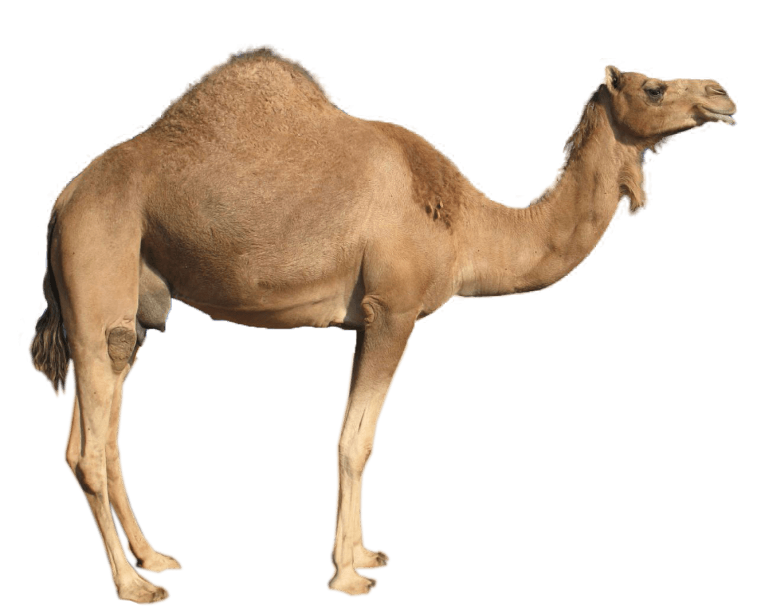 Camel PNG Best Image pngteam.com