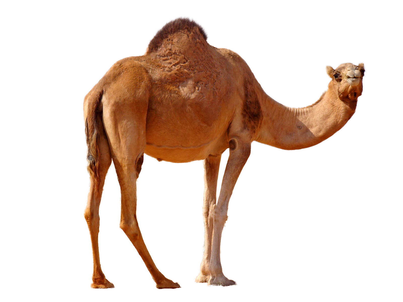 Camel PNG Best Image pngteam.com
