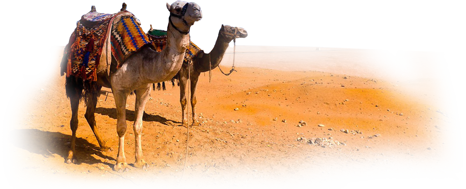 Camel PNG HD and HQ Image pngteam.com