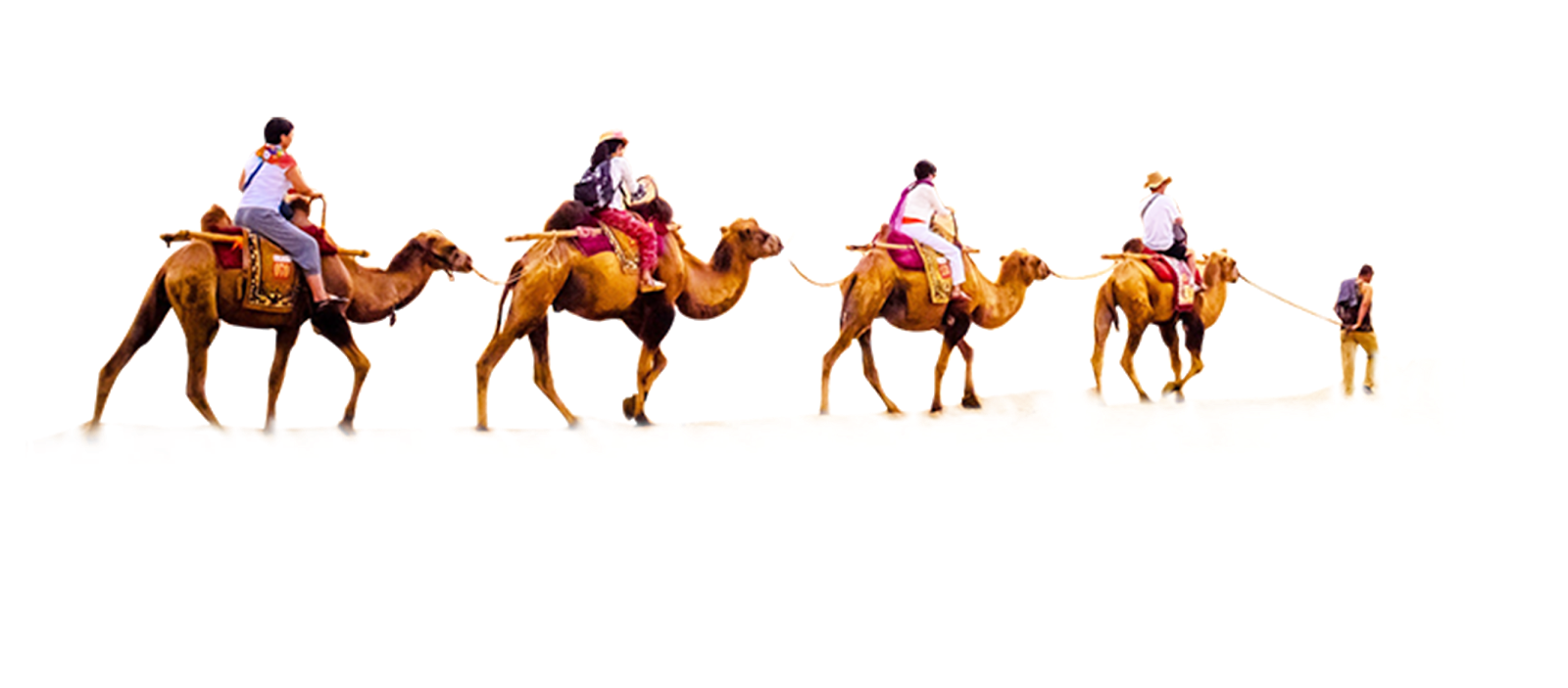 Camel PNG HD pngteam.com