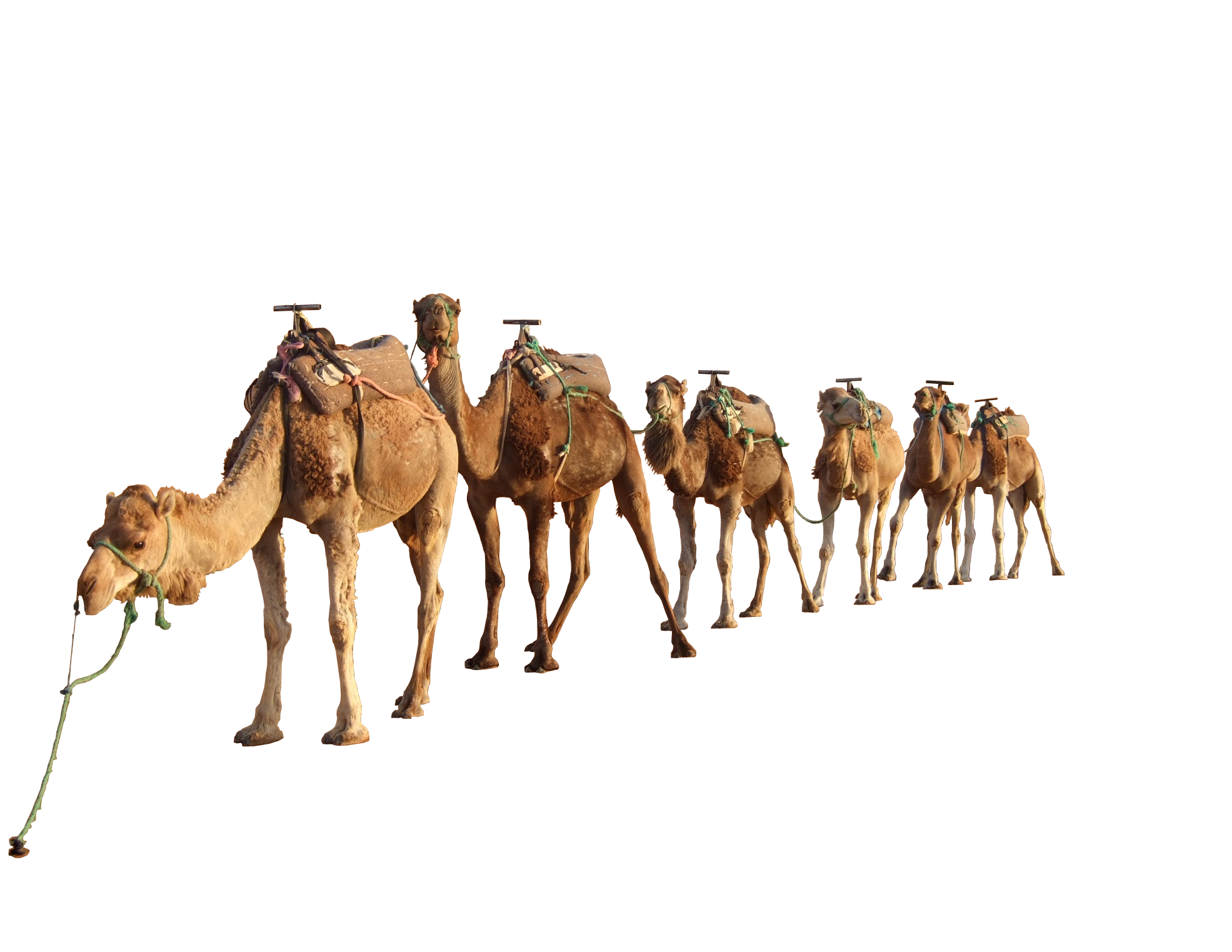 Camel PNG Images pngteam.com