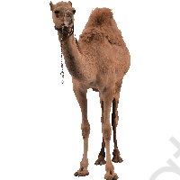 Camel PNG HD and HQ Image