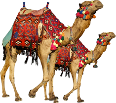 Camel PNG HD Images pngteam.com