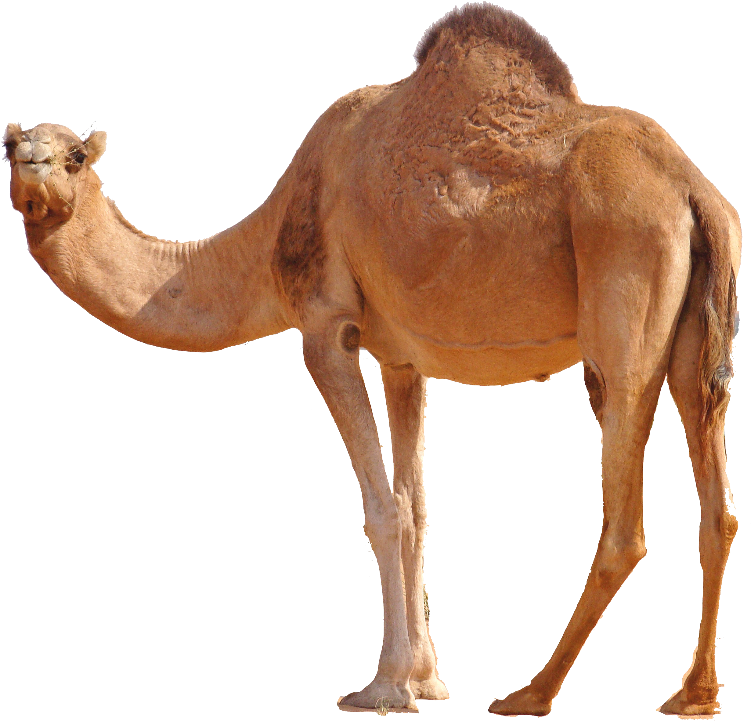 Camel PNG HD File