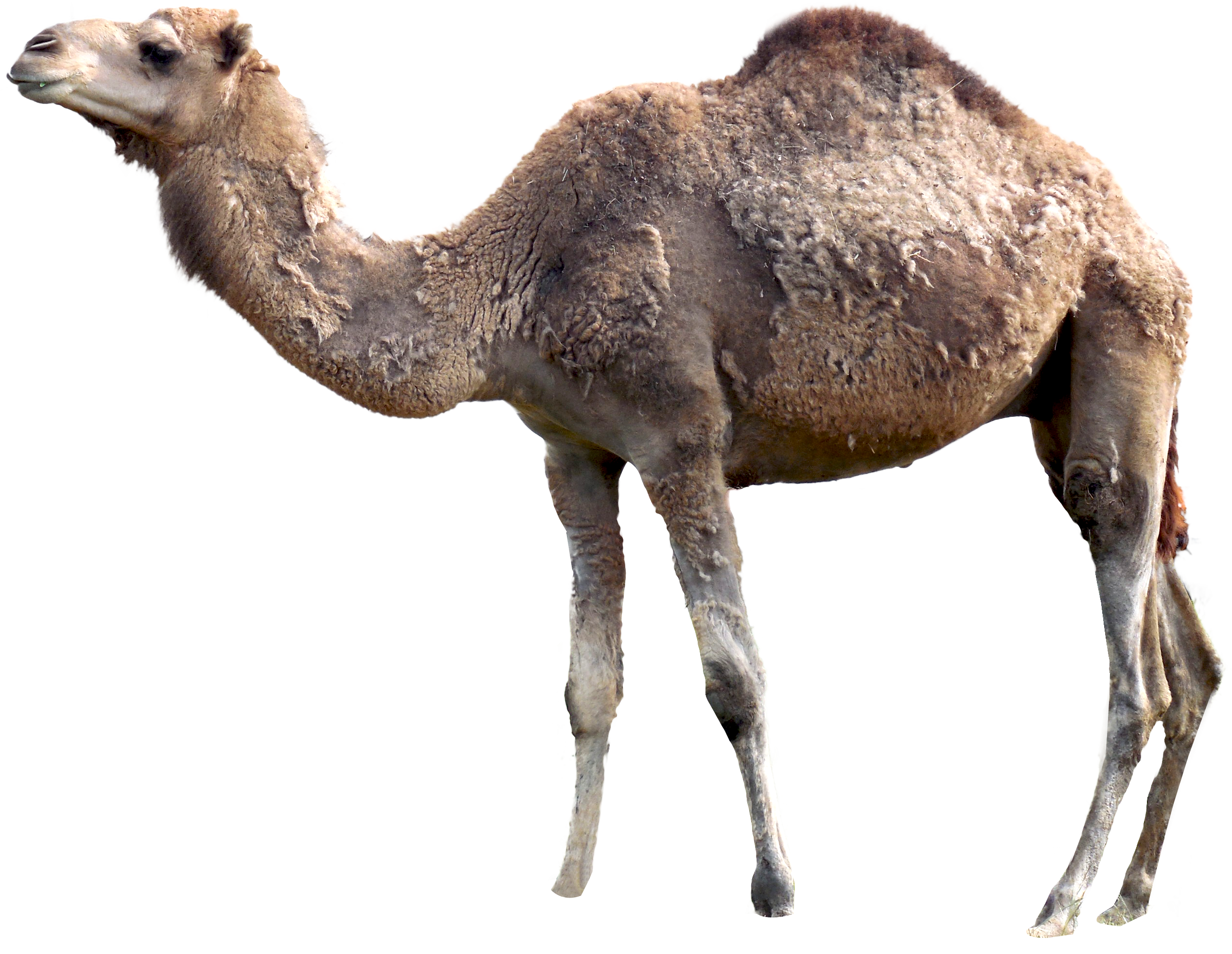 Camel PNG Images pngteam.com