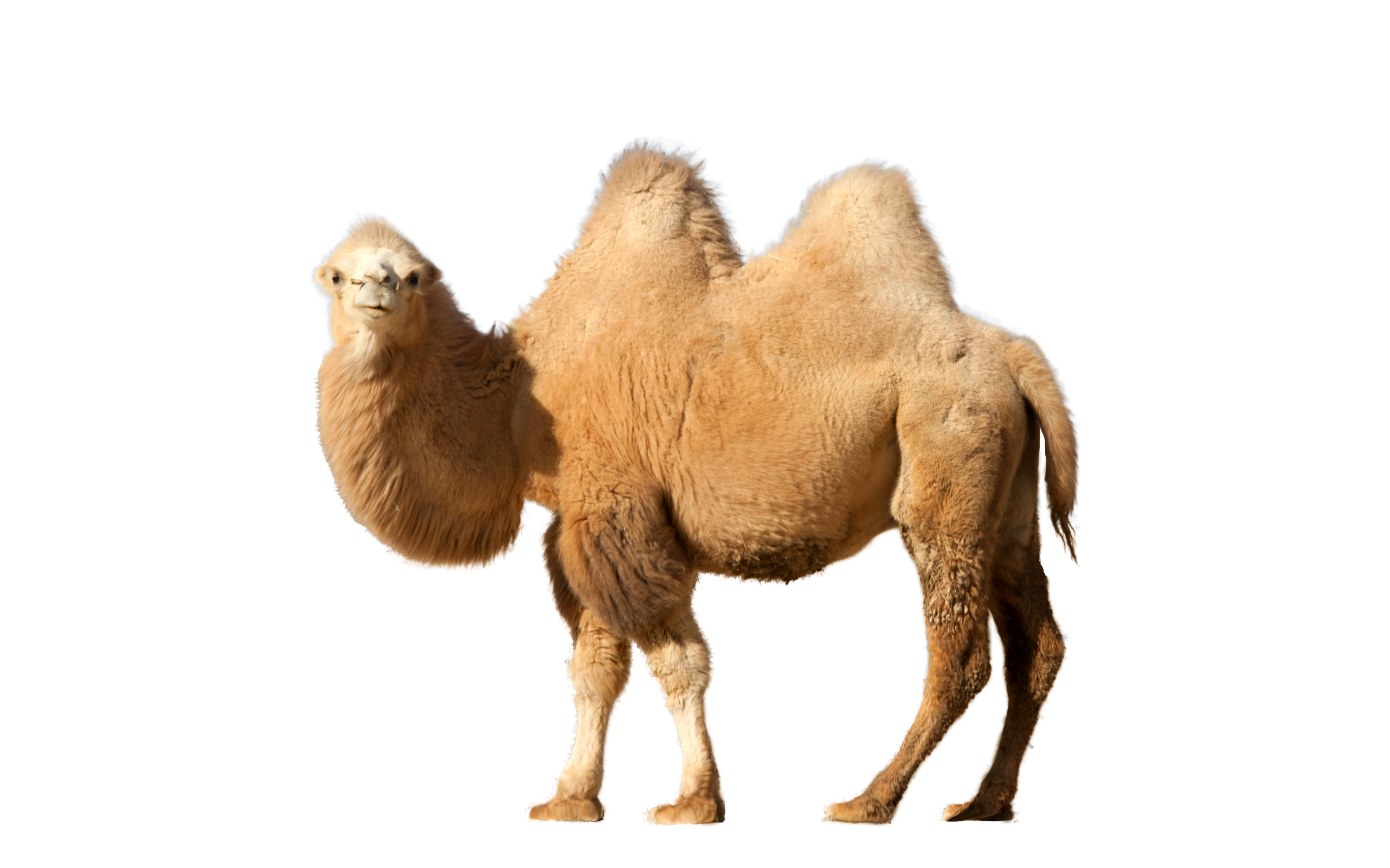 Camel PNG Photo pngteam.com