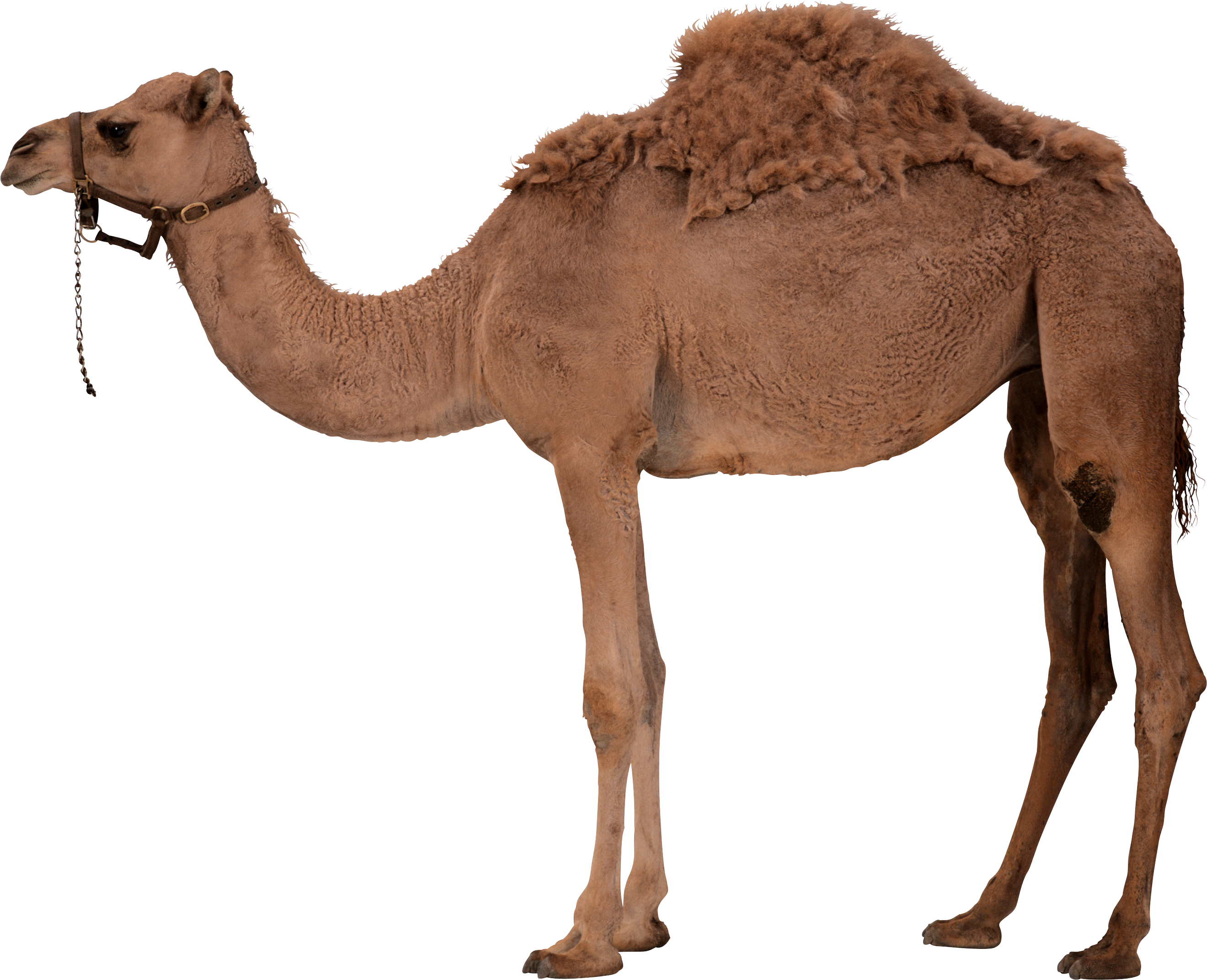 Camel PNG File pngteam.com